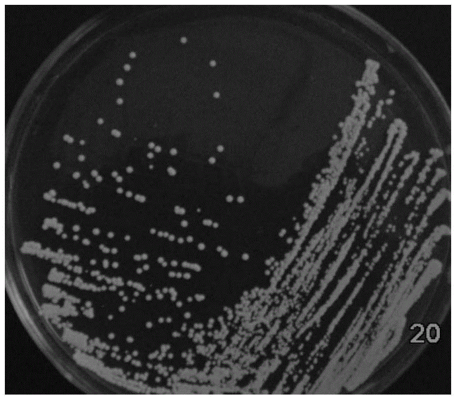 Candida drusei LSA and application thereof in ammonia-nitrogen degradation