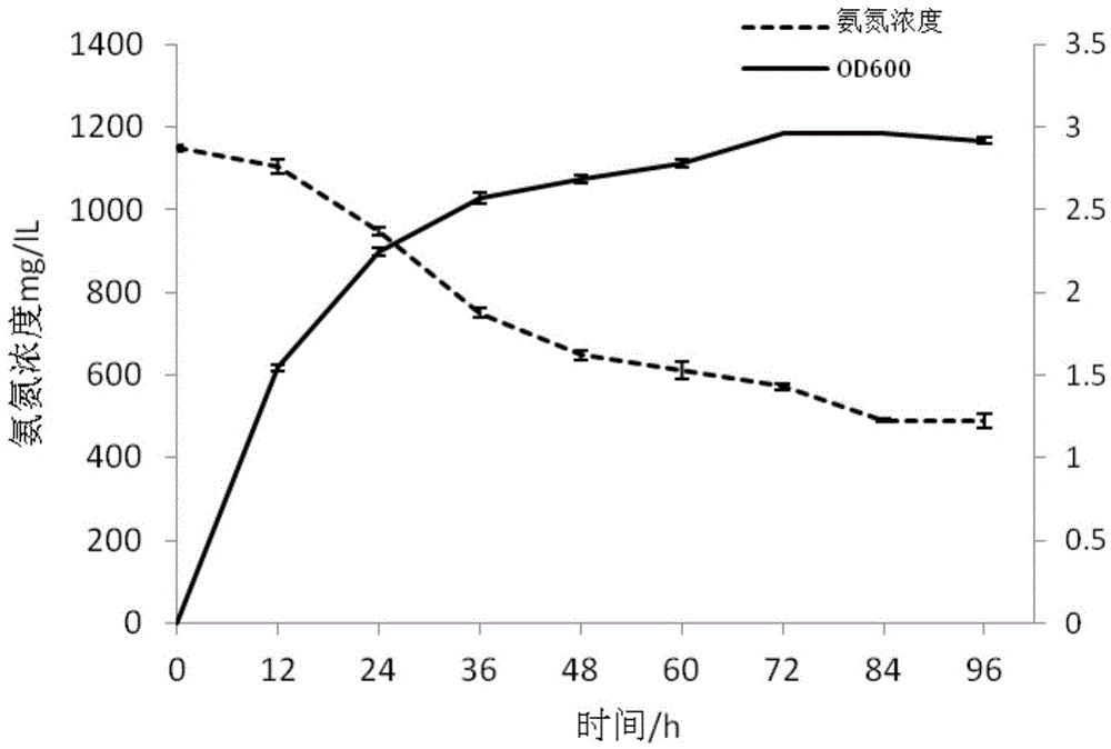 Candida drusei LSA and application thereof in ammonia-nitrogen degradation