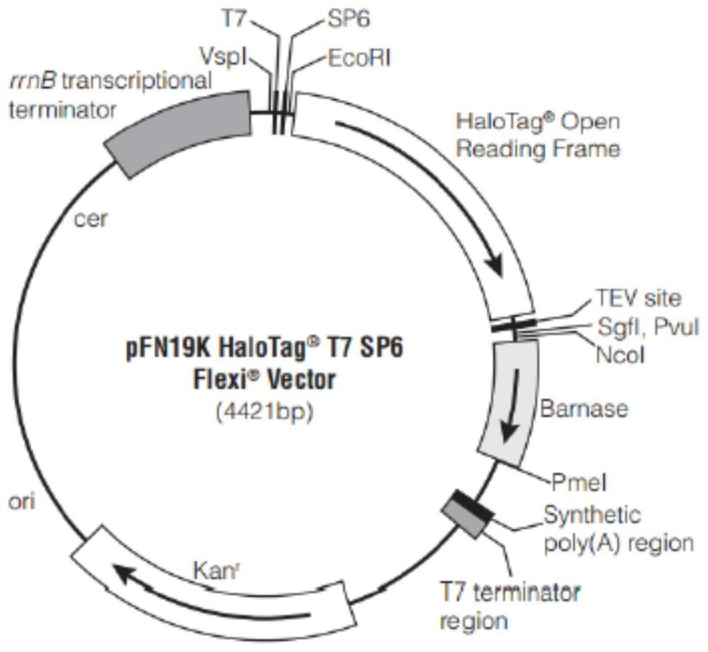 An epigenetic dap-seq sequencing library construction method