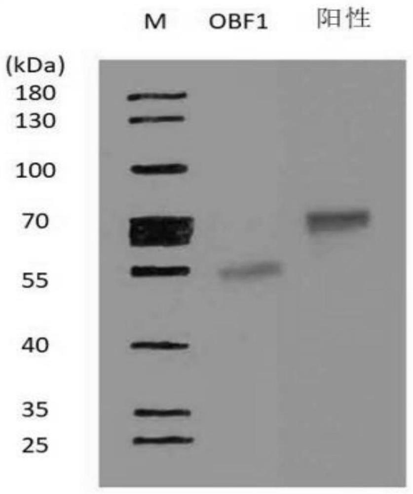 An epigenetic dap-seq sequencing library construction method