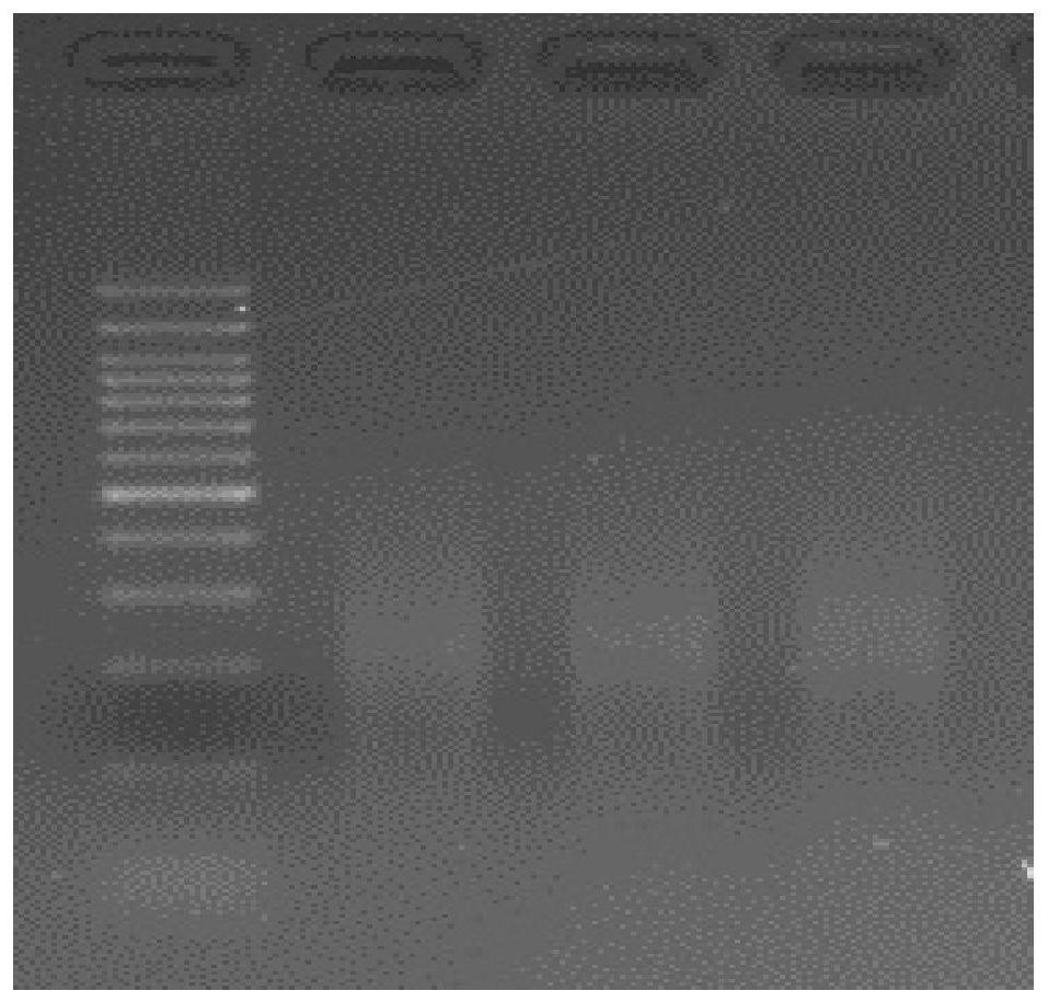 An epigenetic dap-seq sequencing library construction method