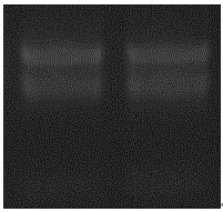 A Tanggut white thorns NTCIPK9 gene and its expression protein and application