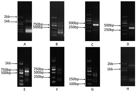 A Tanggut white thorns NTCIPK9 gene and its expression protein and application
