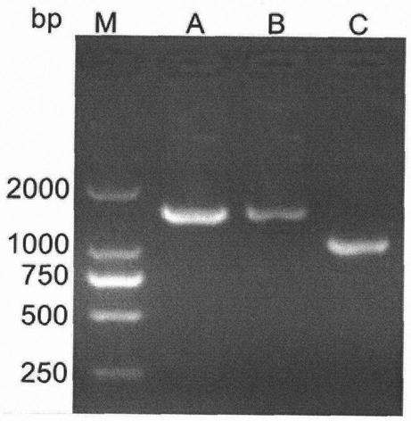 Avian leukemia resistance molecular marker tva507A &gt; G in chicken subgroup A and application of marker
