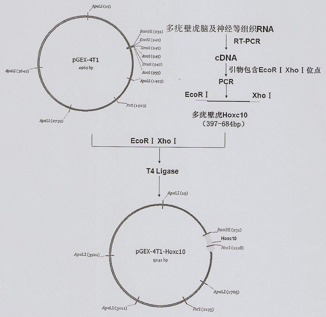 Method of in-vitro expression of gekko japonicus Hoxc10 (homebox gene c10) protein and preparation of polyclonal antibody