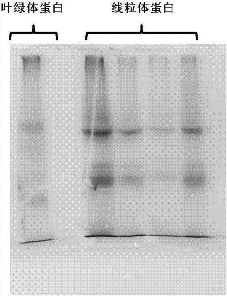 Method for extracting mitochondria and mitochondrial protein from cotton