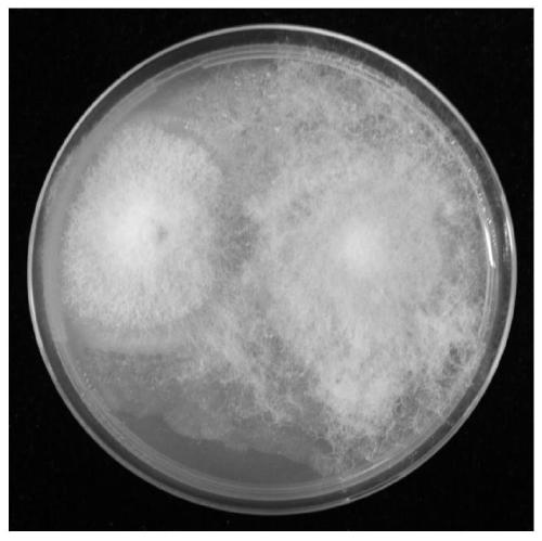 Actinomucor elegans GD48, fermentation product thereof and microbial inoculum, and applications of actinomucor elegans GD48, fermentation product thereof and microbial inoculum