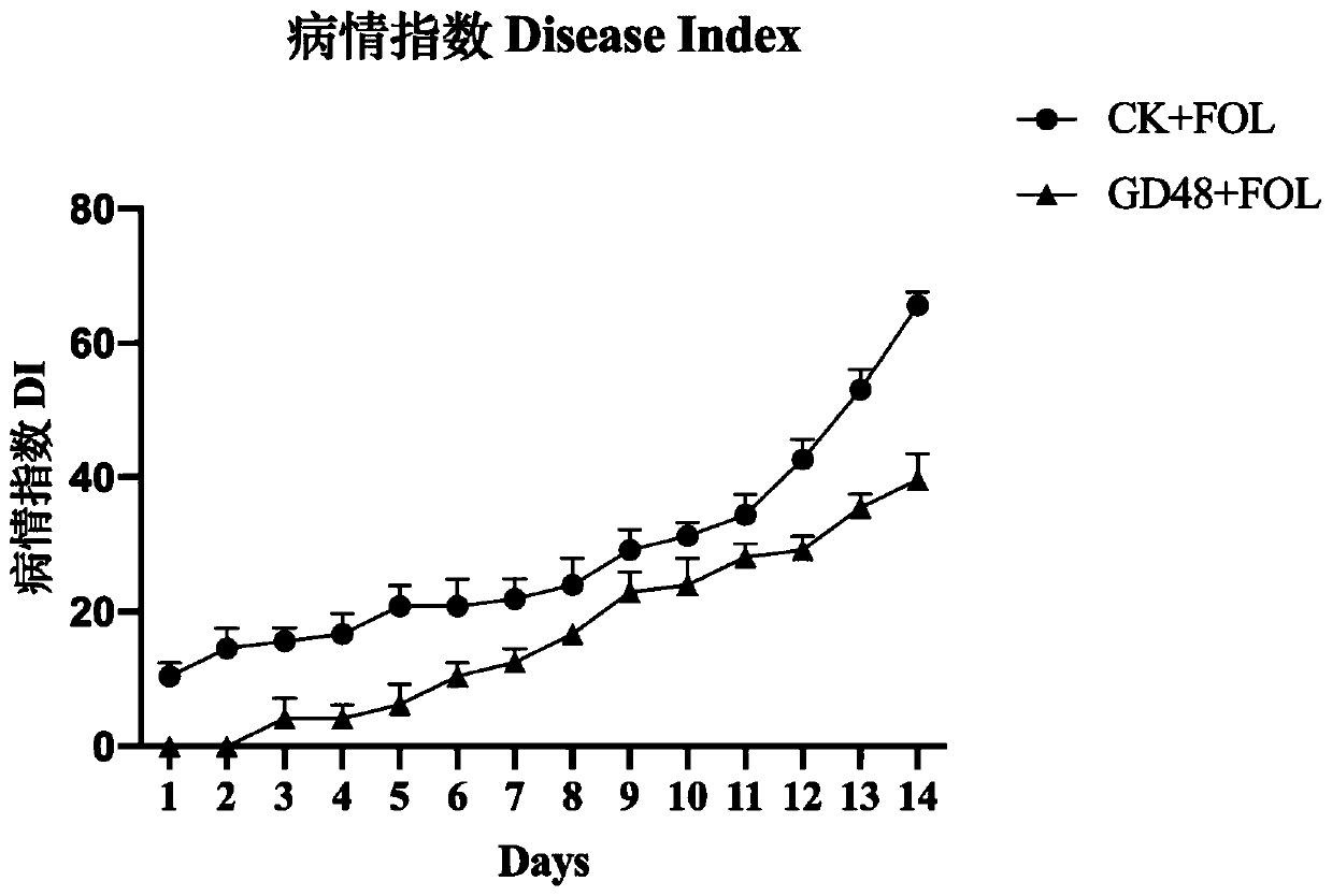 Actinomucor elegans GD48, fermentation product thereof and microbial inoculum, and applications of actinomucor elegans GD48, fermentation product thereof and microbial inoculum