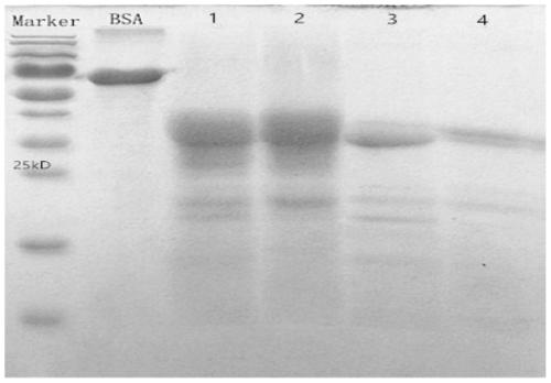 Anti-goat skeletal muscle troponin I monoclonal antibody and application thereof