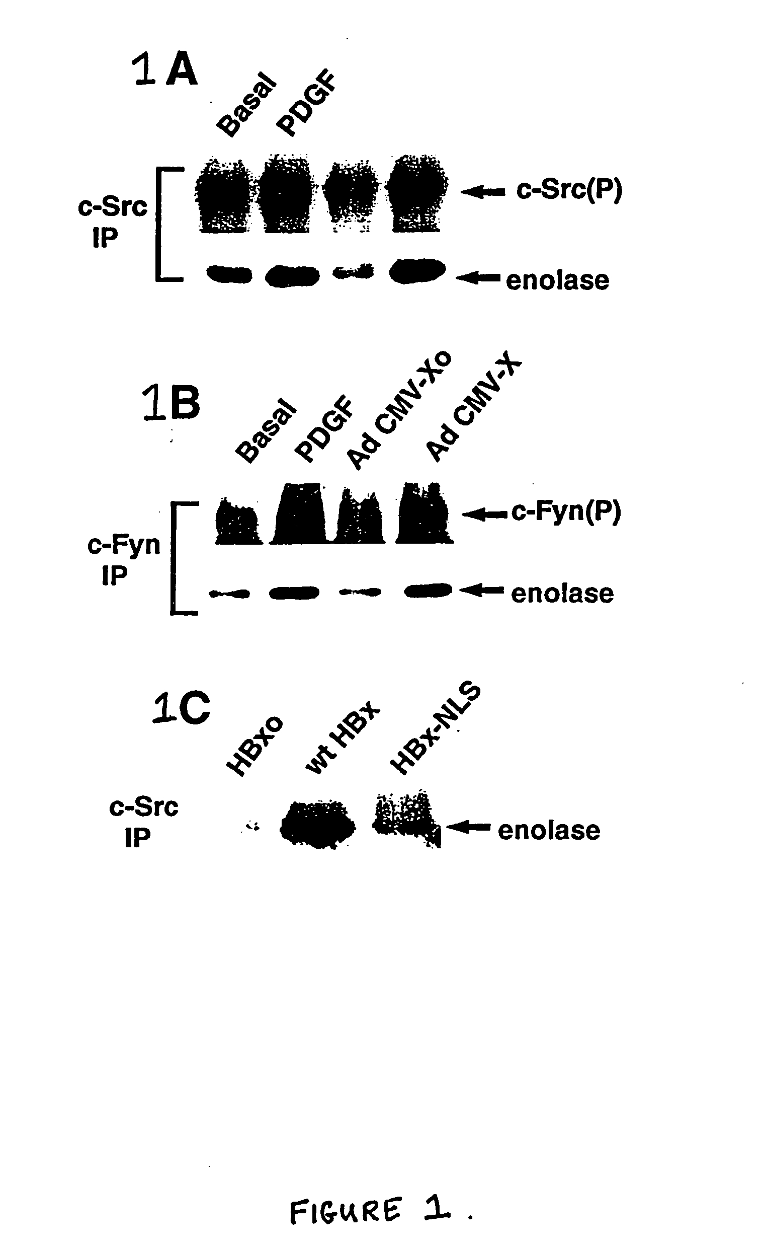 Inhibition of the SRC kinase family pathway as a method of treating HBV infection and hepatocellular carcinoma