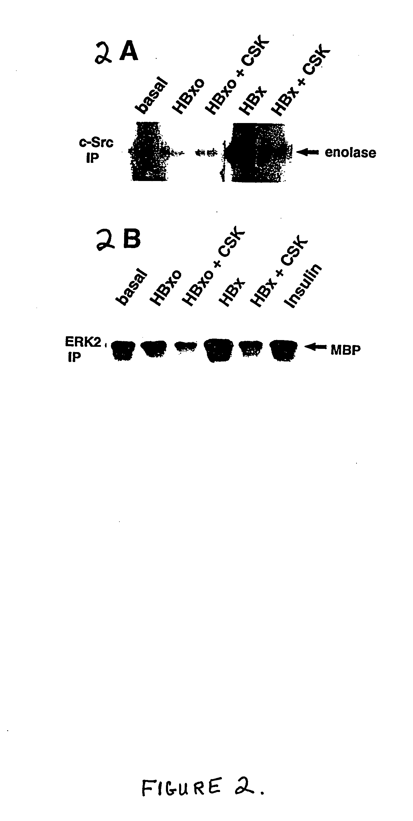 Inhibition of the SRC kinase family pathway as a method of treating HBV infection and hepatocellular carcinoma