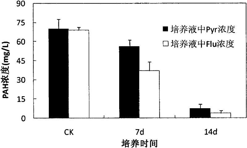 Microorganism bacterium agent for degrading polycyclic aromatic hydrocarbon