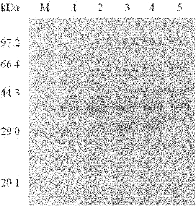 High-stability Recomb Protein A having antibody binding capacity and preparation thereof