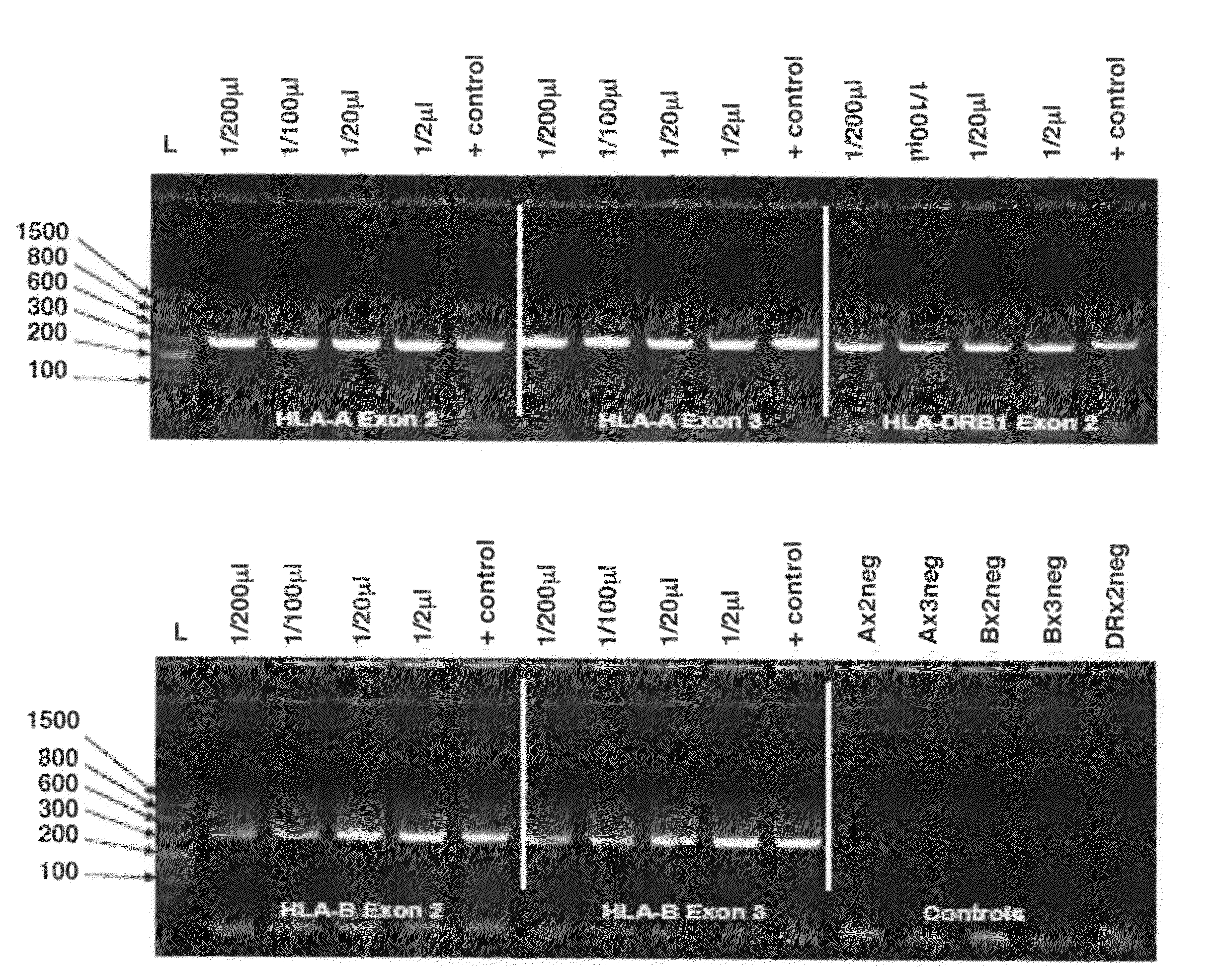 Methods for PCR and HLA typing using raw blood