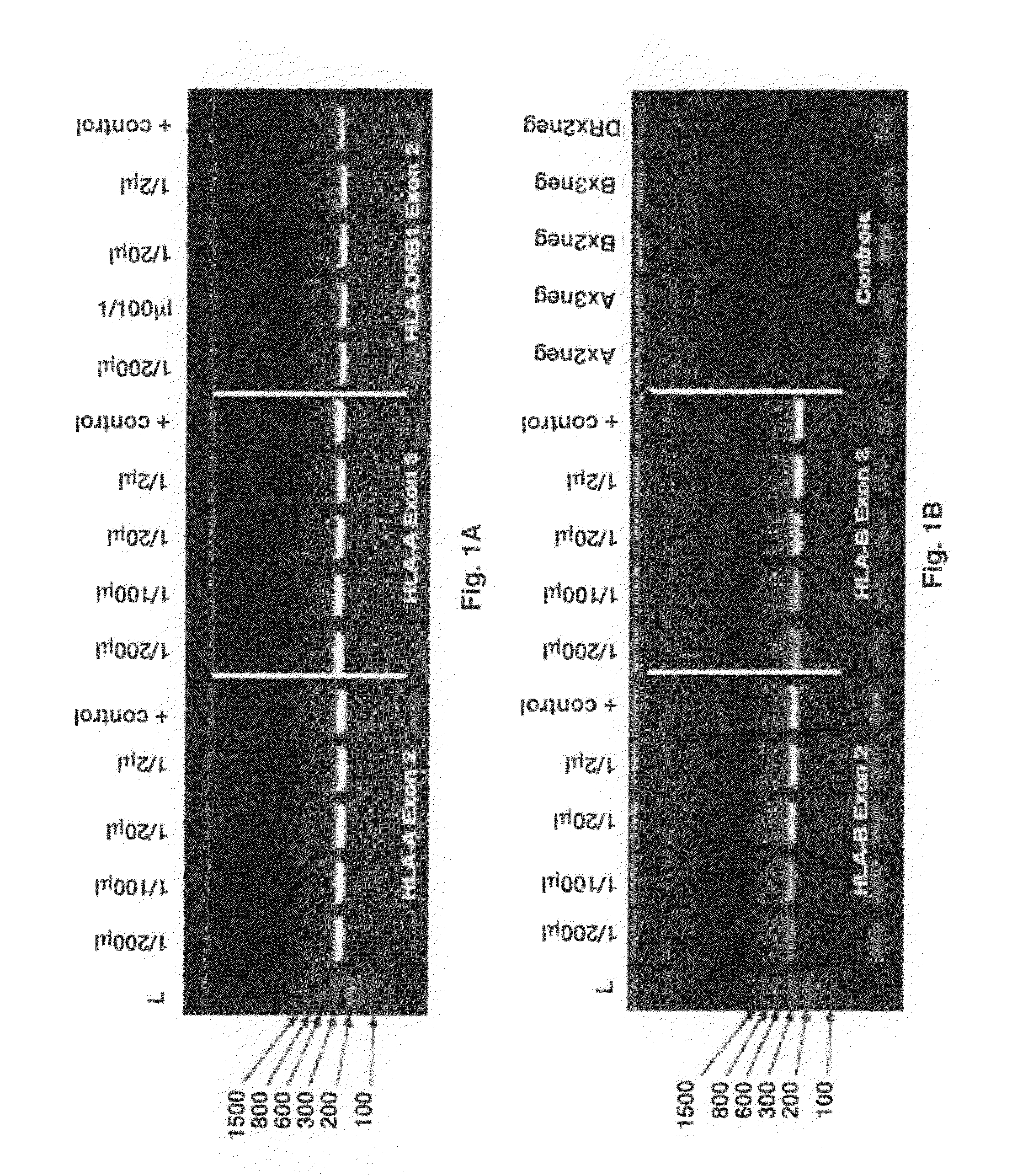 Methods for PCR and HLA typing using raw blood