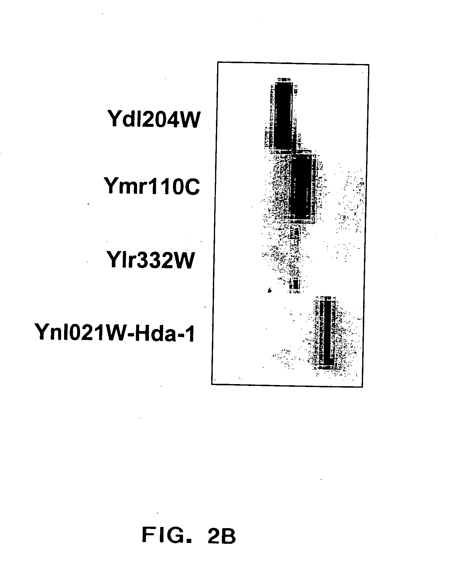 Method for the prediction of an epitope