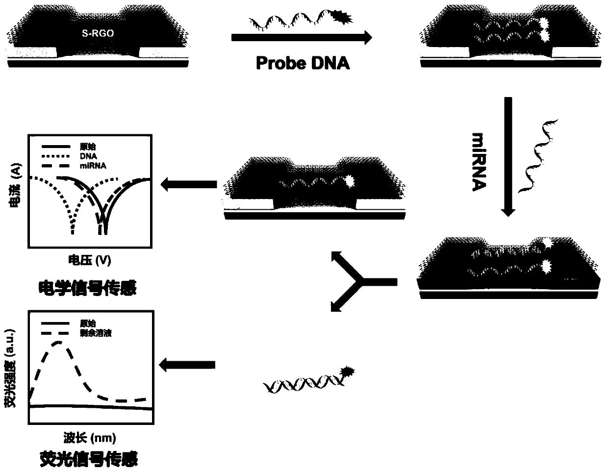 Self-calibration double-signal biosensor and application thereof in miRNA detection