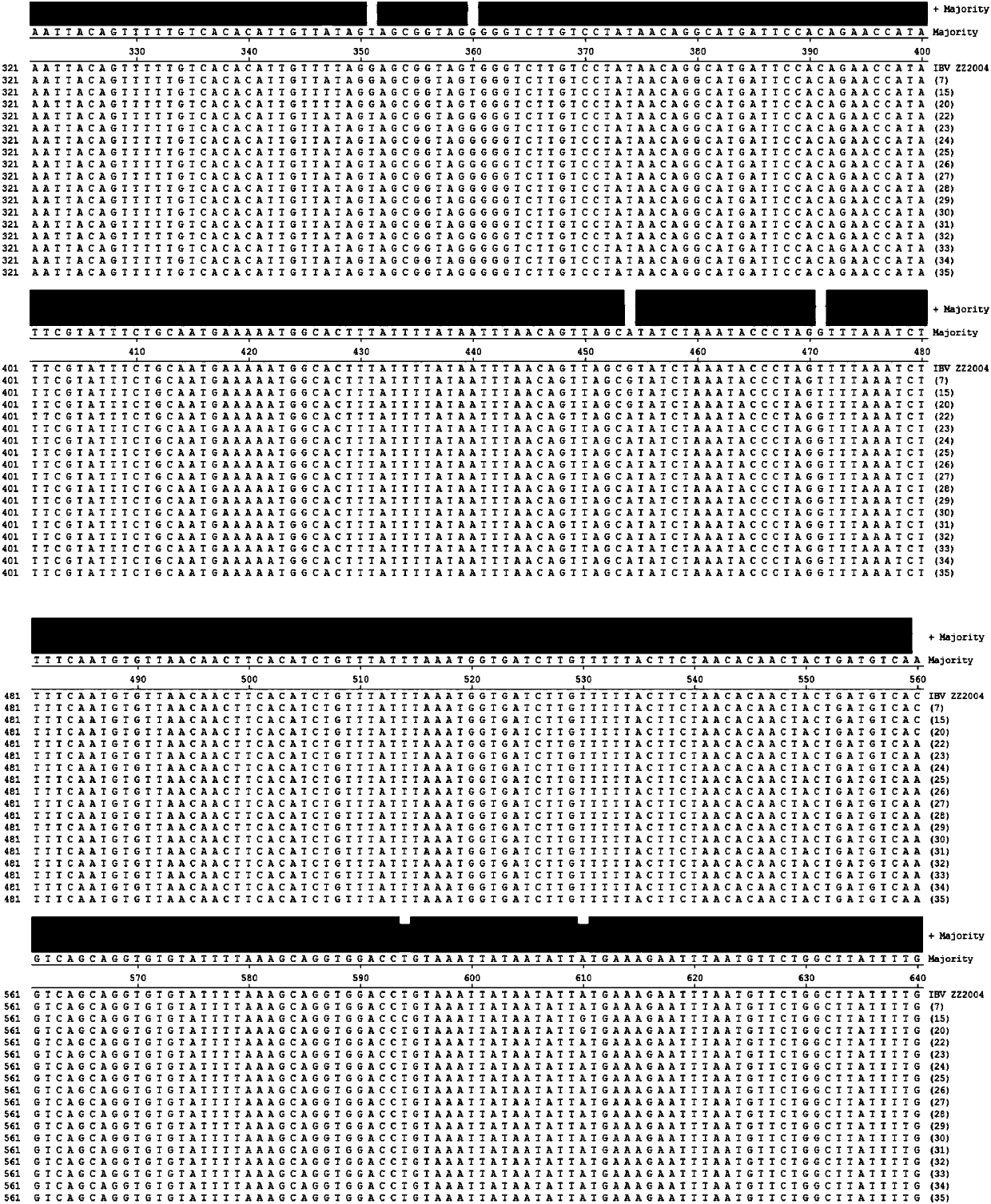 Duck-derived coronavirus attenuated strain IBV DCV35 and application thereof