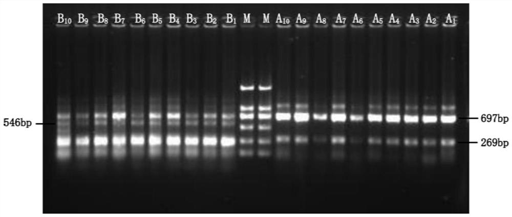 Triploid oyster ploidy identification and genetic material source analysis method