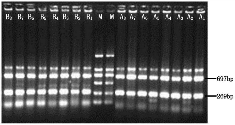 Triploid oyster ploidy identification and genetic material source analysis method