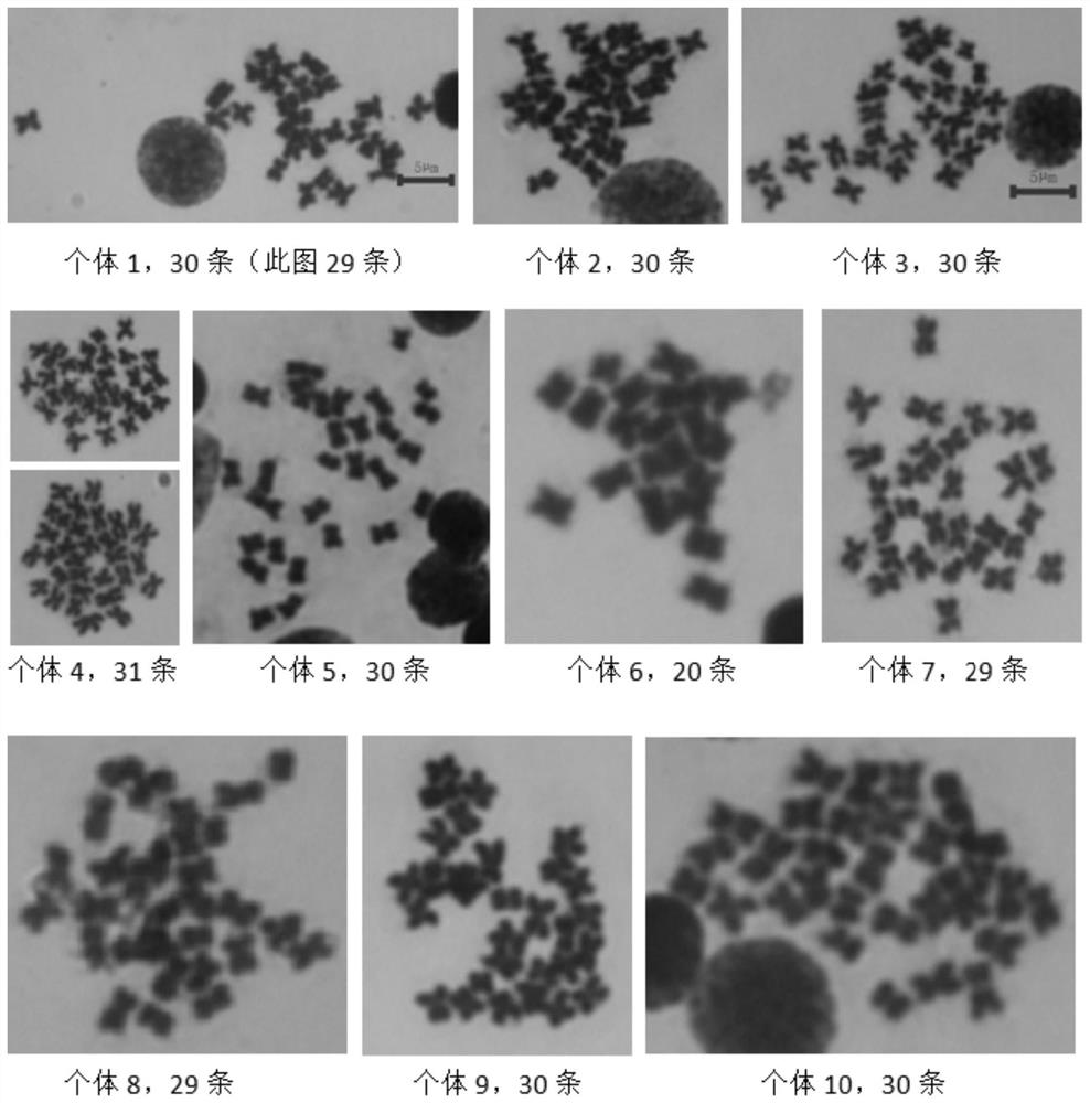 Triploid oyster ploidy identification and genetic material source analysis method