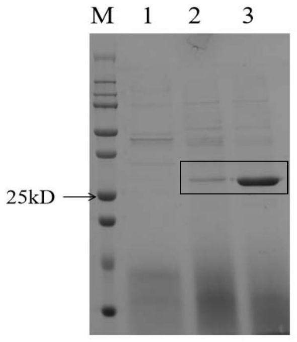 Zearalenone hydrolase with improved trypsin resistance