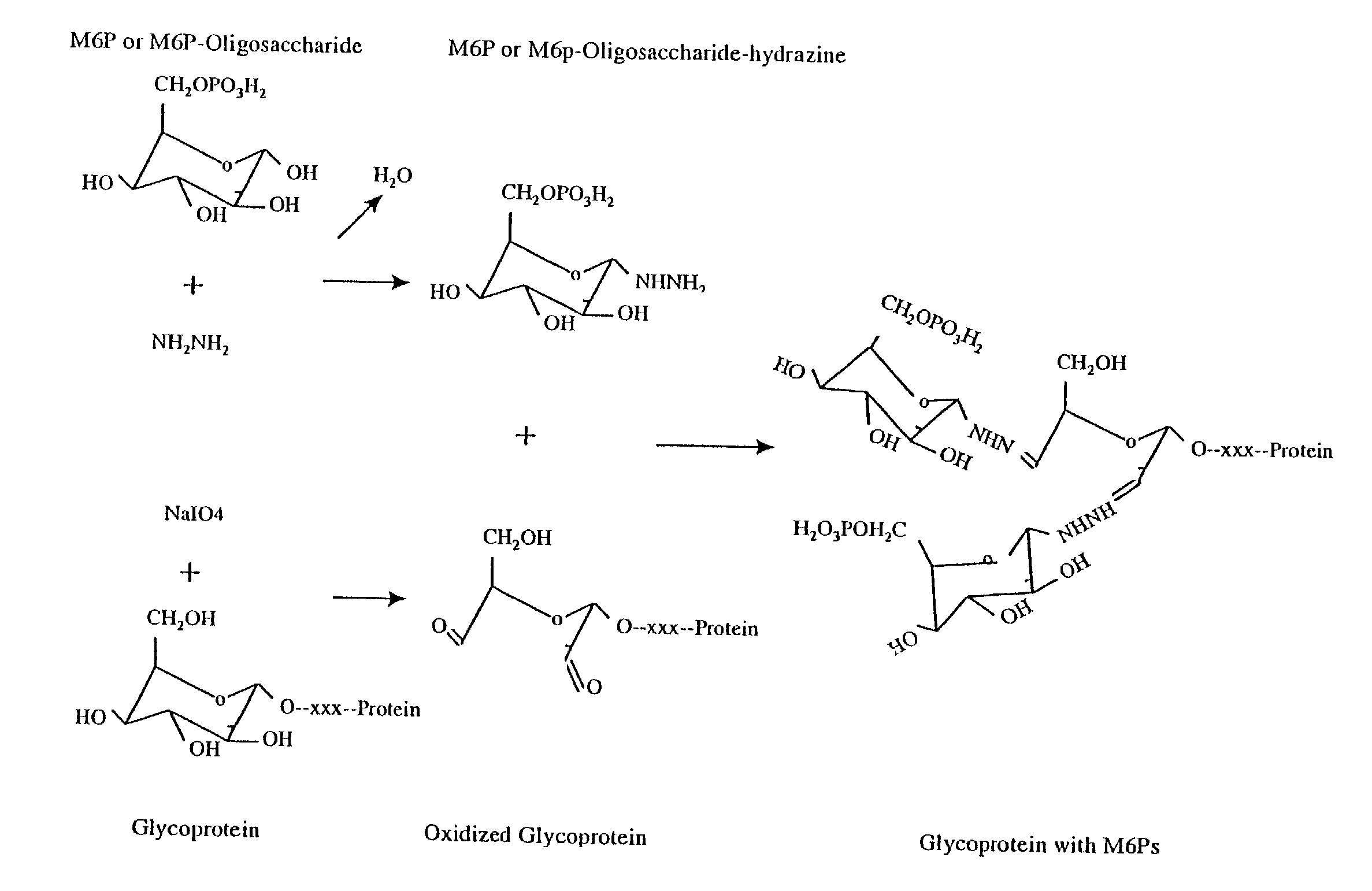 Methods for introducing mannose 6-phosphate and other oligosaccharides onto glycoproteins