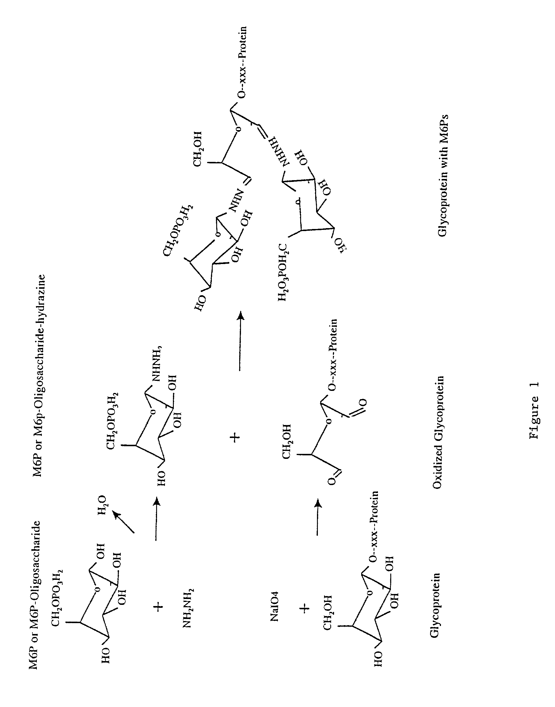 Methods for introducing mannose 6-phosphate and other oligosaccharides onto glycoproteins