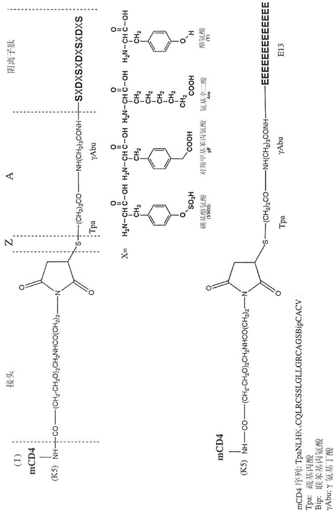 Conjugated molecules for the treatment of AIDS comprising a peptide derived from a CD4 receptor coupled to a polyanionic polypeptide