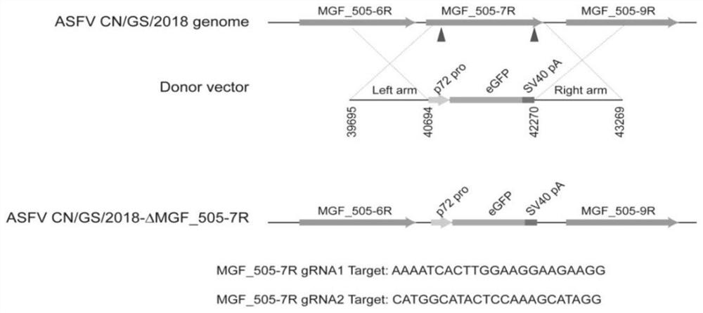 Gene-deleted attenuated African swine fever virus strain and application thereof