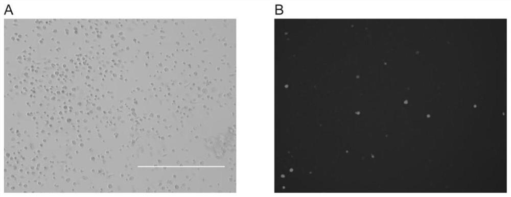 Gene-deleted attenuated African swine fever virus strain and application thereof