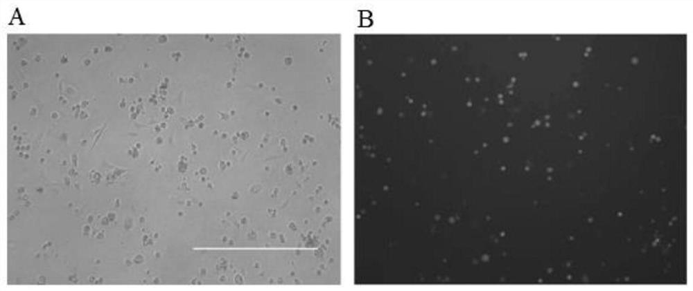 Gene-deleted attenuated African swine fever virus strain and application thereof