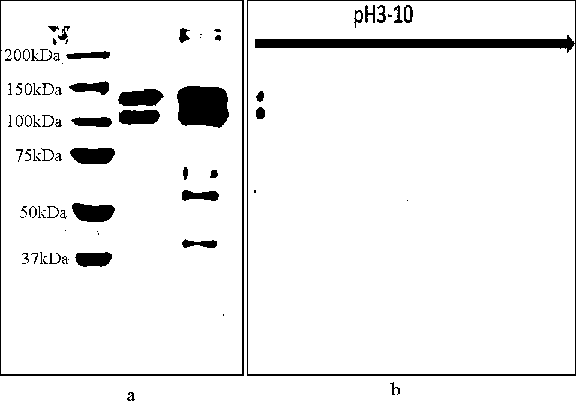 Bird's nest colloidal gold immune test strip and preparation method thereof