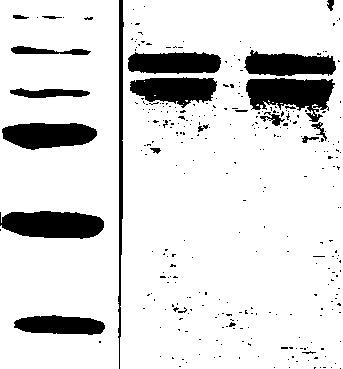 Bird's nest colloidal gold immune test strip and preparation method thereof