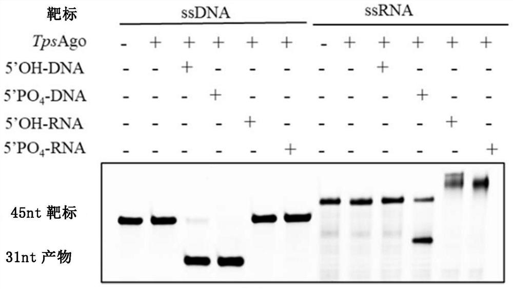 Characterization and application of Novel high-temperature Argonaute protein TpsAgo