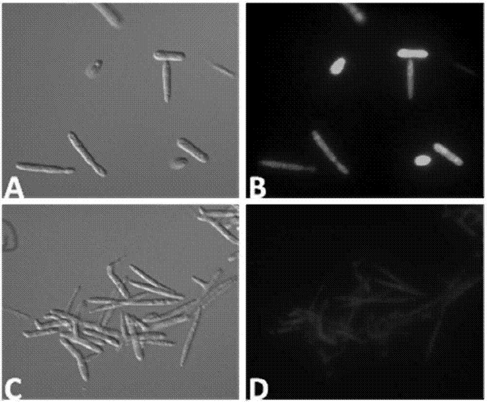 Agrobacterium tumefacien mediated genetic transformation method for ustilago esculenta