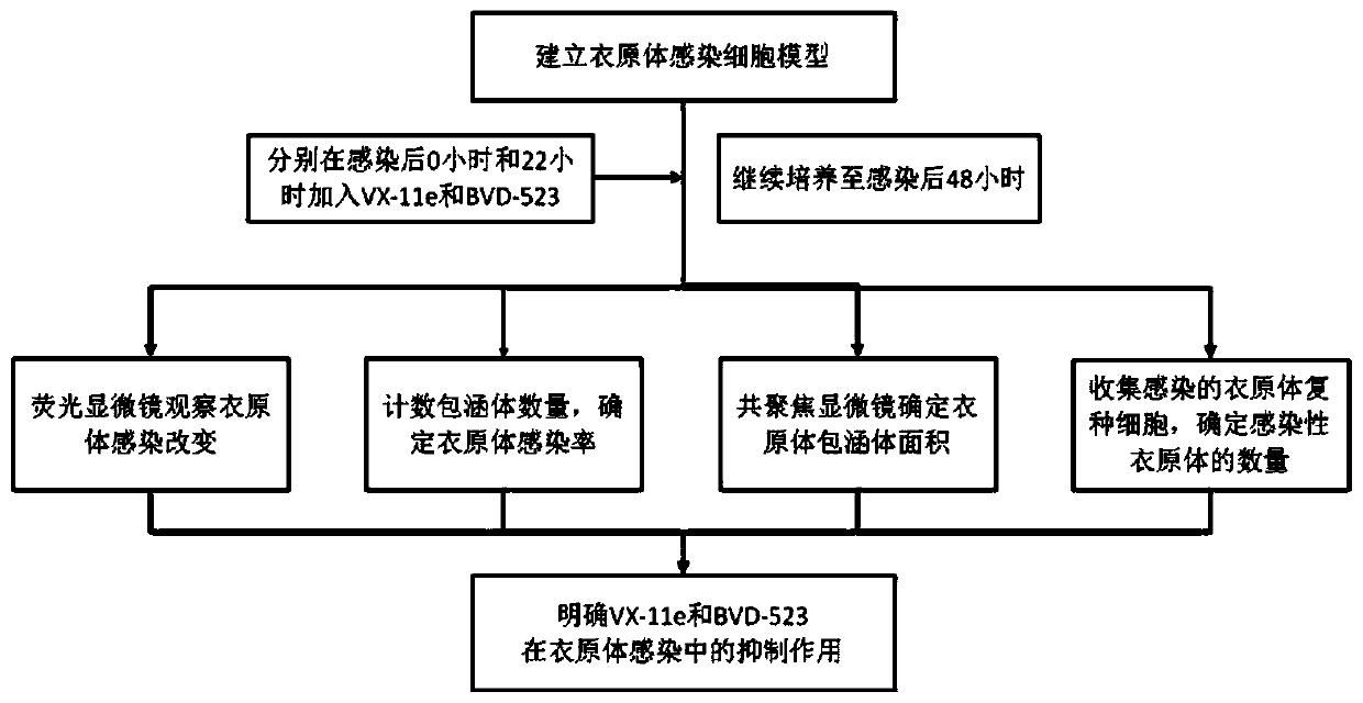 Application of ERK signal pathway small molecule inhibitor in inhibiting chlamydia infection