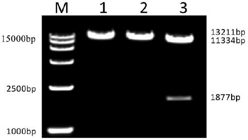 A kind of recombinant a subgroup avian leukemia virus capable of expressing alv-j envelope protein and its construction method and use