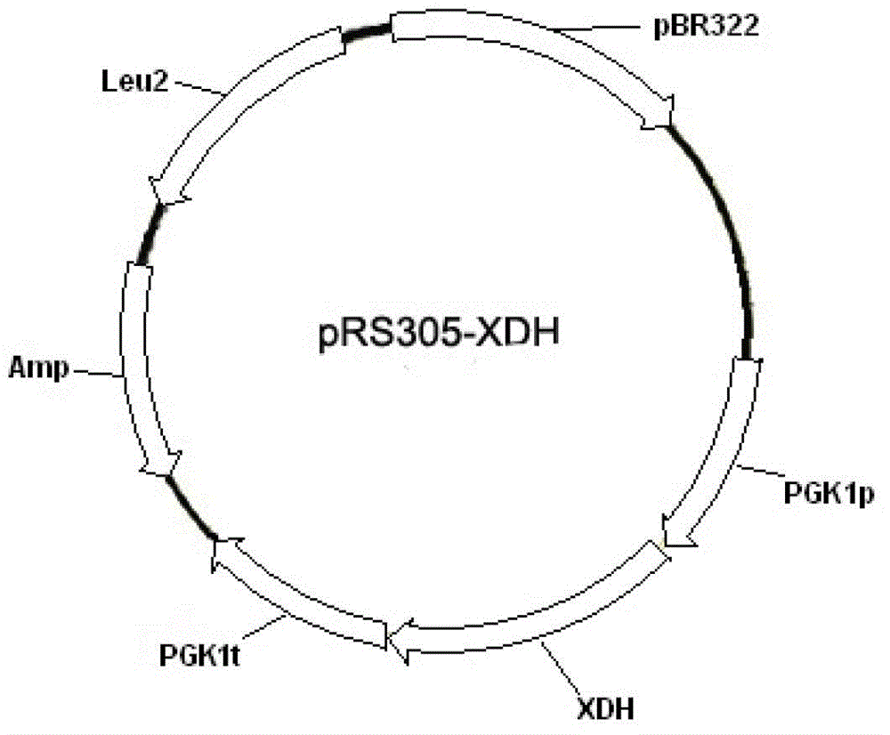 Recombinant yeast strain capable of efficiently metabolizing xylose and application thereof