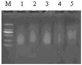 A method for detecting mixed varieties of redecured tobacco