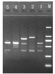 A method for detecting mixed varieties of redecured tobacco