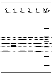 A method for detecting mixed varieties of redecured tobacco