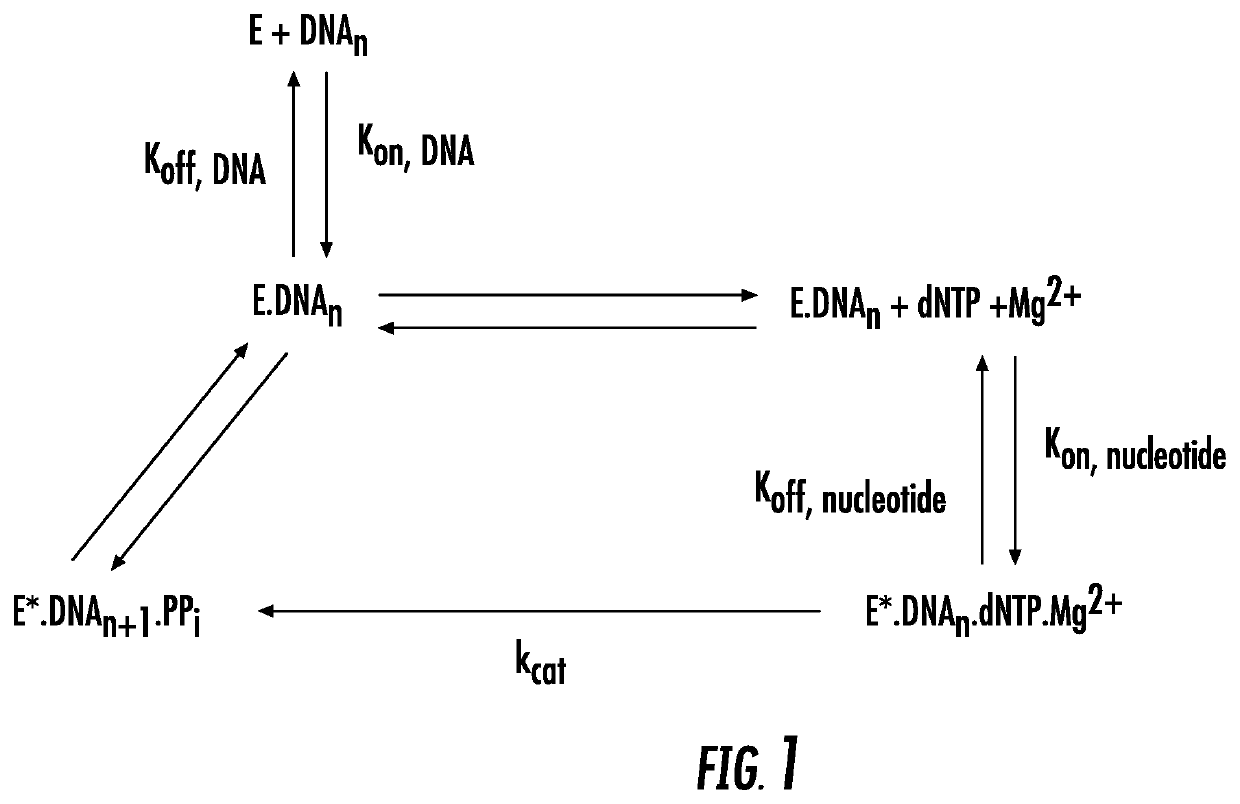 Polymerase variants