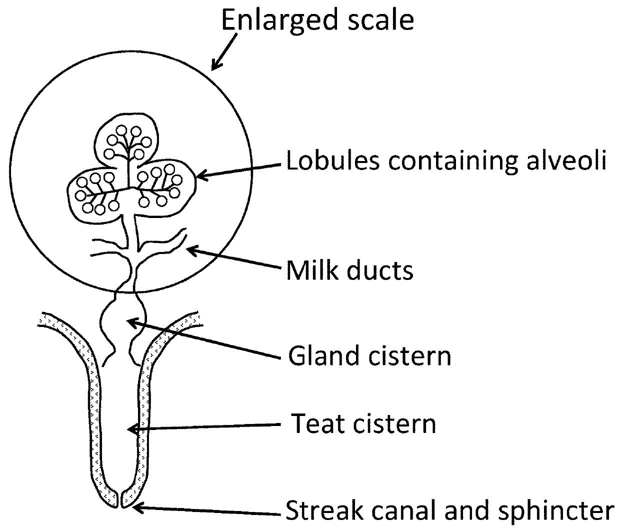 Hydrogel formulation with mild adhesion