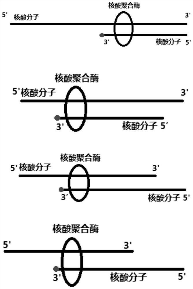 Nucleic acid ligand and application thereof