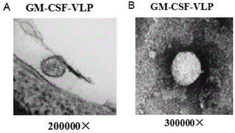 Hantaan virus-like particle containing GM-CSF as well as preparation method and application of hantaan virus-like particle