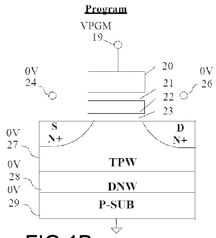 NAND array hiarchical BL structures for multiple-WL and all-BL simultaneous erase, erase-verify, program, program-verify, and read operations