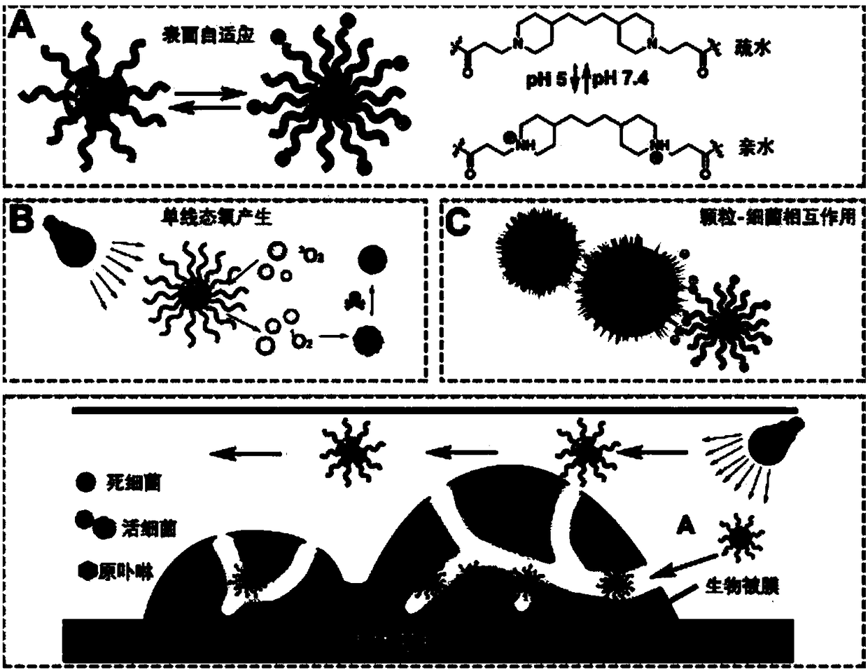 Preparation method of polymer micelles loaded with photosensitizer and application of the micelles in killing planktonic bacteria and bacterial biofilms