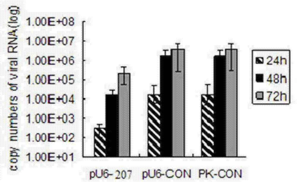 Npro207shRNA for inhibiting classical swine fever virus replication and preparation method thereof