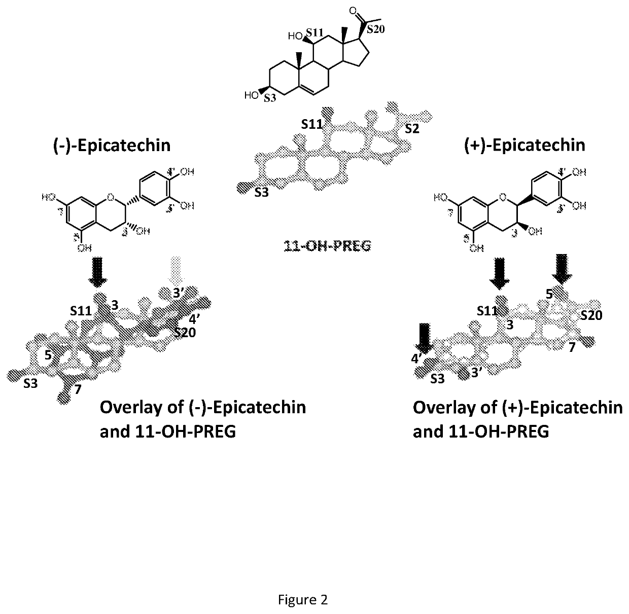 Utility of (+) epicatechin and their analogs